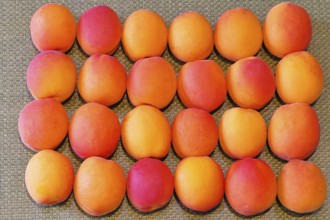 Fresh apricots (Prunus armeniaca) for sale at a fruit and vegetable market, Frauenkirchen,