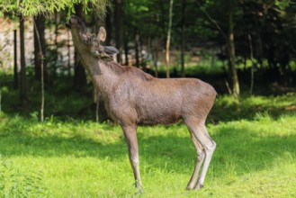 An aggressive bull moose (Alces alces) calms down by nibbling on the needles of a spruce tree