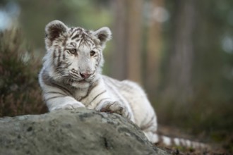 Resting... Royal Bengal tiger (Panthera tigris), young white Indian tiger in a natural environment,