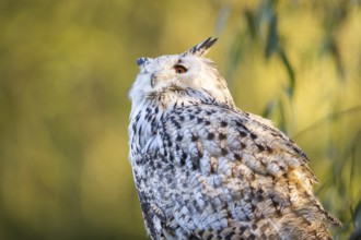 Siberian eagle-owl (Bubo bubo sibiricus) portrait, autumn, Bavaria, Germany