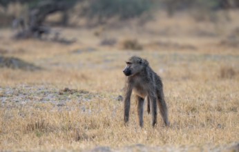 Bear baboon (Papio ursinus) in dry meadow, Third Bridge, Okavango Delta, Moremi Game Reserve,