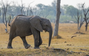 African elephant (Loxodonta africana), young animal, Okavango Delta, Moremi Game Reserve, Botswana