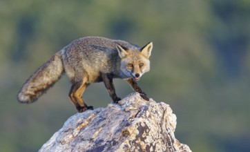 Red fox (Vulpes vulpes) in early morning light on a rock, Sierra de San Pedro, Extremadura, Spain