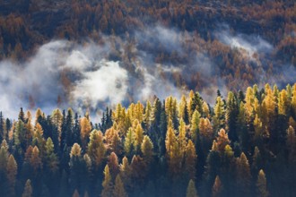 Coniferous forest with larches and spruces interspersed with fog, Engadin, Canton Graubünden,