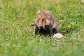 A European hamster (Cricetus cricetus) cleans its snout in a green meadow on a cloudy day