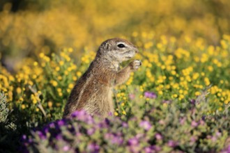 Cape bristle-thighed squirrel (Xerus inauris), adult, standing upright, feeding, flower meadow,