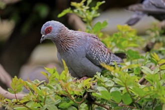 Guinea Pigeon (Columba guinea), Streak-necked Pigeon, adult, on tree, Cape Town, South Africa