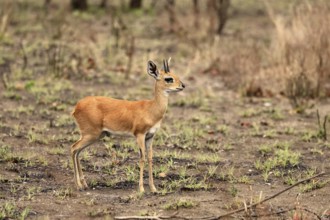 Steenbok (Raphicerus campestris), adult, male, foraging, vigilant, dwarf antelope, Kruger, Kruger