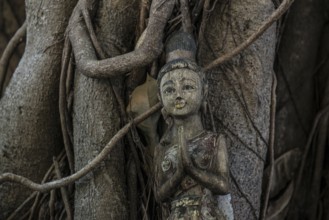 Bodhi tree, Ficus religiosa, wooden figure, Koh Phi Phi, Krabi, Andaman Sea, Thailand