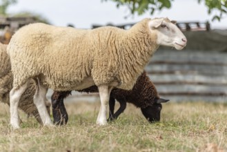 Een wit schaap staat rustig in een veld, terwijl een bruin schaap onder het witte schaap in het