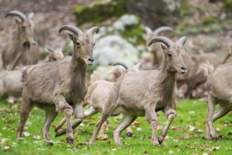 Barbary sheep (Ammotragus lervia) rams running over a meadow, Bavaria, Germany