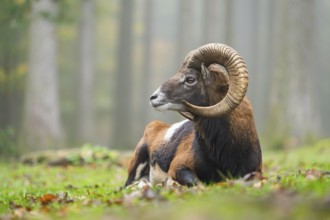 European mouflon (Ovis aries musimon) ram (male) lying in a forest in autumn, Bavaria, Germany