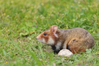 A European hamster (Cricetus cricetus) sits in a green meadow next to its burrow on a cloudy day