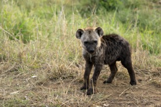 Spotted hyena (Crocuta crocuta), spotted hyena, young animal, alert, curious, Kruger, Kruger