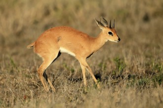 Steenbok (Raphicerus campestris), adult, male, foraging, vigilant, dwarf antelope, Kruger, Kruger