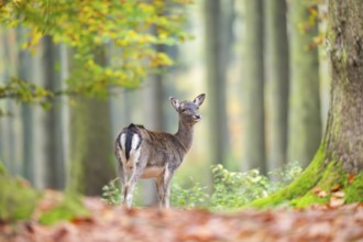 European fallow deer (dama dama) doe standing in a forest in autumn, Bavaria, Germany