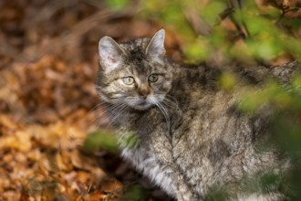 European wildcat (Felis silvestris silvestris) standing in a forest in autumn, portrait, Bavaria,