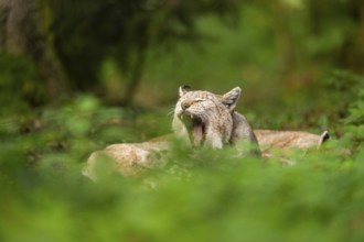 Eurasian lynx (Lynx lynx) lying in a forest in autumn, Bavaria, Germany