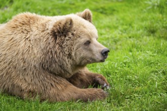 Eurasian Brown Bear (Ursus arctos arctos) lying on a meadow, portrait, Bavaria, Germany