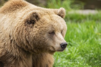 Eurasian Brown Bear (Ursus arctos arctos) sitting, portrait, Bavaria, Germany