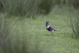 Ruff (Philomachus pugnax) in a meadow, Texel, North Holland, Netherlands