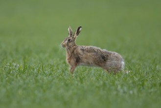 European brown hare (Lepus europaeus) adult animal stretching in a farmland cereal field in