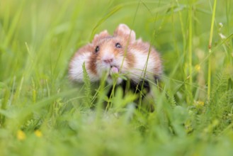 A European hamster (Cricetus cricetus) collects herbs, grass and daisies in a fresh green meadow