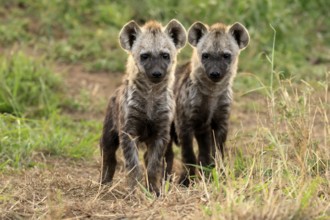 Spotted hyena (Crocuta crocuta), spotted hyena, cubs, two, siblings, alert, curious, together,