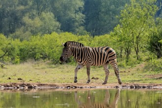 Burchell's zebra (Equus quagga burchelli), Burchell's zebra, adult, at the water, waterhole,