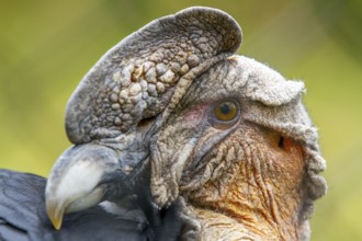 Andean condor (Vultur gryphus), Condor male perched on a rock, Portrait, Close-up, Cotopaxi