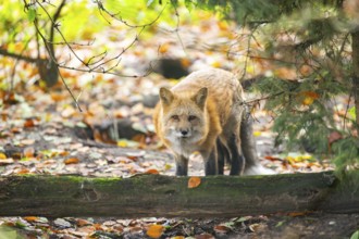 Red fox (Vulpes vulpes) standing in a forest in autumn, Bavaria, Germany