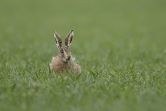 European brown hare (Lepus europaeus) adult animal feeding in a farmland cereal field in