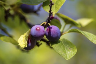Ripe plums on the tree in the garden
