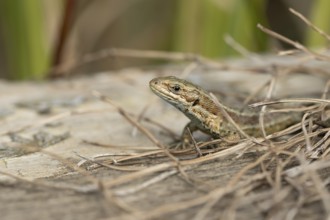Common lizard (Zootoca vivipara) adult reptile on a wooden sleeper, England, United Kingdom