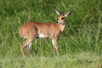 Steenbok (Raphicerus campestris), adult, male, foraging, vigilant, dwarf antelope, Kruger, Kruger