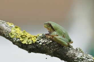 European tree frog (Hyla arborea) sitting on a lichen-covered branch in its natural environment,