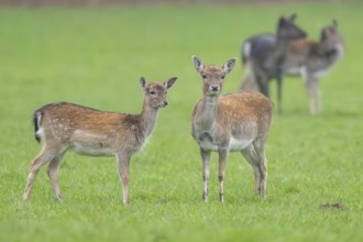 European fallow deer (dama dama) doe on a meadow in autumn, Bavaria, Germany