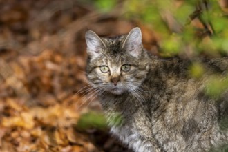 European wildcat (Felis silvestris silvestris) standing in a forest in autumn, portrait, Bavaria,