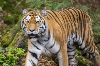 Siberian tiger or Amur tiger (Panthera tigris altaica) walking on the ground in autumn, captive,