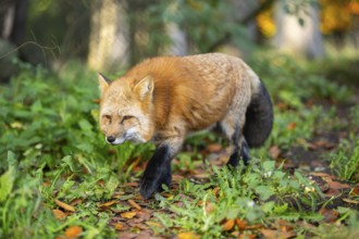 Red fox (Vulpes vulpes) walking in a forest in autumn, Bavaria, Germany