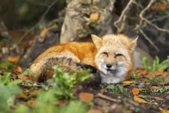 Red fox (Vulpes vulpes) lying in a forest in autumn, Bavaria, Germany