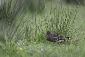 Ruff (Philomachus pugnax) in a meadow, Texel, North Holland, Netherlands