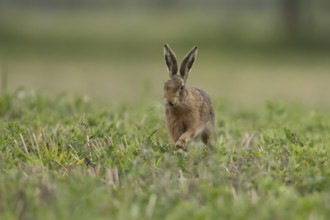 European brown hare (Lepus europaeus) adult animal running in a farmland field in springtime,