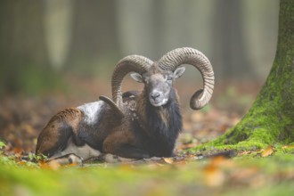 European mouflon (Ovis aries musimon) ram (male) lying in a forest in autumn, Bavaria, Germany