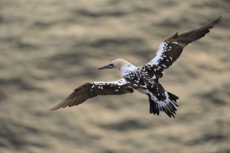 Golden light... Northern gannet (Morus bassanus), already older young bird in flight over the water