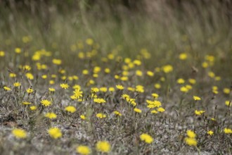 Hawkweed (Hieracium), Emsland, Lower Saxony, Germany