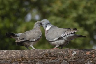 Wood pigeon (Columba palumbus) two birds with a juvenile squab bird being fed by an adult parent