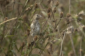 European goldfinch (Carduelis carduelis) juvenile bird on a Knapweed seed head, England, United