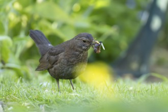 Eurasian blackbird (Turdus merula) adult female bird collecting worms on a garden grass lawn,