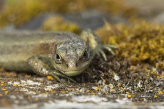 Common lizard (Zootoca vivipara) adult reptile resting on a wooden sleeper, England, United Kingdom